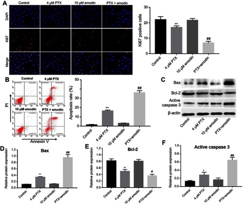 Figure 2 Emodin could enhance PTX-induced apoptosis in A549 cells. A549 cells were treated with 4 μM PTX or/and 10 μM emodin for 72 h.r (A) Relative fluorescence expression levels were quantified by Ki67 and DAPI staining. The number of Ki67 positive cells were counted. (B) Apoptotic cells were detected with Annexin V and PI double staining. The apoptosis cell rates were calculated. (C) The expressions of Bax, Bcl-2 and active caspase 3 were analyzed by Western blotting in A549 cells. (D) The relative expression of Bax was quantified by normalizing to β-actin. (E) The relative expression of Bcl-2 was quantified by normalizing to β-actin. (F) The relative expression of active caspase 3 was quantified by normalizing to β-actin. *P< 0.05, **P<0.01 compared with control group; #P< 0.05, ##P< 0.01 compared with 4 μM PTX alone group. Each group performed at least three independent experiments.