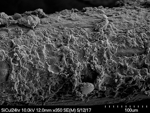 Figure 4. SEM image of typical 10% siloxane-coated fiber with CuI addition at magnification x350.