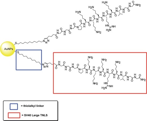 Figure 8 Illustration of SV40 Large T NLS conjugated to AuNPs surface via thiolalkyl linker.