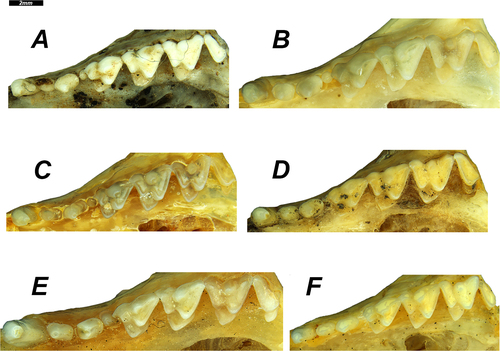 Figure 8. Upper dentition of each taxon of Dasycercus identified in this investigation, specimens are presented in occlusal view. A, D. cristicauda (WAM 67.10.74); B, D. woolleyae (WAM M1513, holotype); C, D. blythi (WAM M1512); D, D. archeri (AMS M2987, holotype); E, D. hillieri (WAM M9670); F, D. marlowi (AMS M8641, holotype). All specimens shown are male.