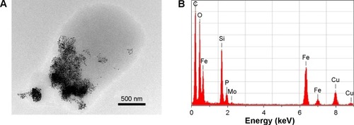 Figure 3 TEM micrograph and the corresponding elementary composition of DPPC multilamellar vesicles, encapsulated with silica-coated SPIONs.Notes: (A) TEM micrograph of DPPC MLVs with silica-coated SPIONs. The scale bar is 500 nm. (B) Elementary composition of the selected area, including both silica-coated SPIONs and adjusting organic material (amorphous material). Both elements Fe and Si confirm presence of silica-coated SPIONs (remark: presence of Si is characteristic also for the background signal). Observed elements P, C, N, and O confirm presence of organic material (phospholipids, though C is also spread on the Cu-grids). Observed the presence of Mo is a consequence of ammonium molybdate used as a contrast agent.Abbreviations: TEM, transmission electron microscopy; DPPC, 1,2-dipalmitoyl-sn-glycero-3-phosphocholine; MLVs, multilamellar vesicles; SPIONs, superparamagnetic iron oxide nanoparticles; POPC, 1-palmitoyl-2-oleoyl-sn-glycero-3-phosphocholine.