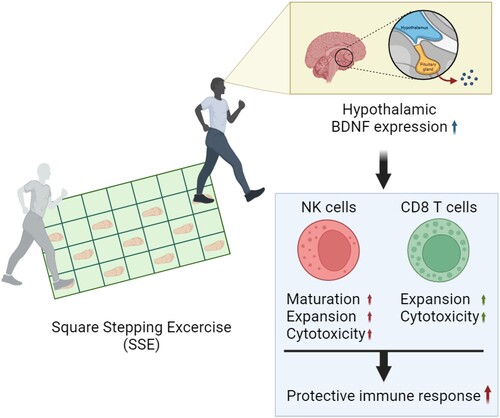 Figure 2. Relationship between SSE and protective immune responses. SSE stimulates the expression of BDNF in the hypothalamus. Elevated levels of BDNF are anticipated to enhance the functionality of NK and CD8 T cells, potentially resulting in improved protective immunity against viral and bacterial infections.