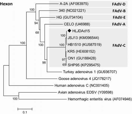 Figure 2. Phylogenetic analysis of HLJDAd15 based on the hexon gene. Strain HLJDAd15 was sequenced in this study, and the sequences of the other strains were downloaded from GenBank. The phylogenetic tree was generated by the neighbour-joining method in the MEGA6.0 software. Accession numbers of published adenovirus sequences are given in the brackets.