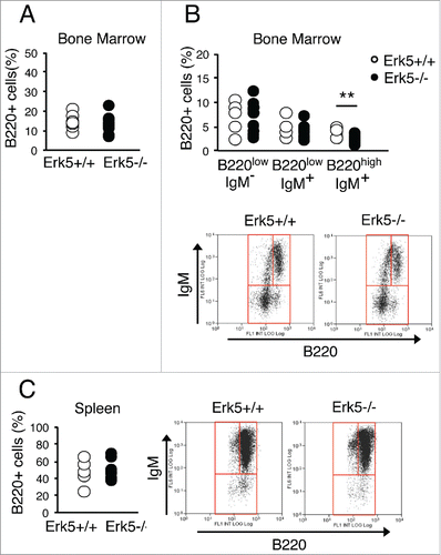 Figure 6. Distribution of B cell progenitors in bone marrow and spleen of Erk5-/-VavCre and control Erk5fl/fl mice. (A) Bone marrow B220+ population in Erk5fl/fl (n=7) and Erk5-/-VavCre (n=10) mice. (B) Percentage of bone marrow B cell precursors in Erk5fl/fl (n=7) and Erk5-/-VavCre (n=10) mice (top). Dot plots show lymphoid precursor distribution (B220lowIgM-, B220lowIgM+, B220highIgM+) in the bone marrow population (bottom). (C) Percentage of splenic B cells (n≥7 ) (left). Dot plots show lymphoid precursor distribution (B220lowIgM-, B220lowIgM+, B220highIgM+) in the splenic population (right). Paired Student's t-test, **p<0.01.