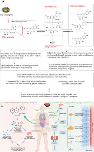 Figure 5. Major bioactivities of tea flavonoids and mechanism of their human body utilization. (A) General bioactivities of tea flavonoids reported and general absorption and metabolism of tea flavonoids in vivo; (B) Biological fate of tea flavonoids in human body. CsF, represents tea flavonoids; CsF-aglycone represents the aglycone forms of CsF. Tea flavonoids are reported with various bioactivities. They are commonly recognized as digested with the help of organs, but in fact the largest portion of tea flavonoids are bio-transformed to small molecules under gut microbiota which are more easily absorbed.