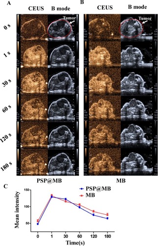 Figure 5 Contrast-enhanced ultrasound imaging of xenograft of nude mice in vivo.Notes: Segmented multi-slice contrast-enhanced ultrasound (CEUS) and B mode imaging sequences were recorded in the OCSC-bearing xenograft mice model. PSP@MB (A) or MB (B) were injected from tail vein after deep anesthesia, respectively. In vivo ultrasound imaging was performed using Aplio 500 ultrasound (Toshiba) with an 18 MHz probe (MS250) at different time points (before injection, 1 s, 30 s, 60 s, 120 s, 180 s). (C) Line chart summarized the mean ± standard deviation of mean intensity of CEUS, showing that the PSP@MB was a fantastic ultrasound contrast agent.Abbreviations: s, second; CEUS, contrast-enhanced ultrasound.