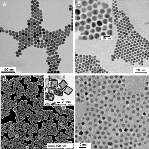 Figure 2 Transmission electron microscope images of (A) iron oxide nanoparticles; (B) gold nanoparticles; (C) gold nanocages; (D) cerium oxide nanoparticles.Notes: Figure A adapted with permission from Bronstein LM, Huang XL, Retrum J, et al. Influence of iron oleate complex structure on iron oxide nanoparticle formation. Chem Mater. 2007;19(15):3624–3632. Copyright © 2007, American Chemical Society.Citation54 Figure B adapted with permission from Schulz-Dobrick M, Sarathy KV, Jansen M. Surfactant-free synthesis and functionalization of gold nanoparticles. J Am Chem Soc. 2005;127(37):12816–12817. Copyright © 2007, American Chemical Society.Citation55 Figure C adapted with permission from Chen JY, Wang DL, Xi JF, et al. Immuno gold nanocages with tailored optical properties for targeted photothermal destruction of cancer cells. Nano Lett. 2007;7(5):1318–1322. Copyright © 2007, American Chemical Society.Citation56 The method reported in Lee et alCitation57 was used when creating the nanoparticles shown in Figure D.