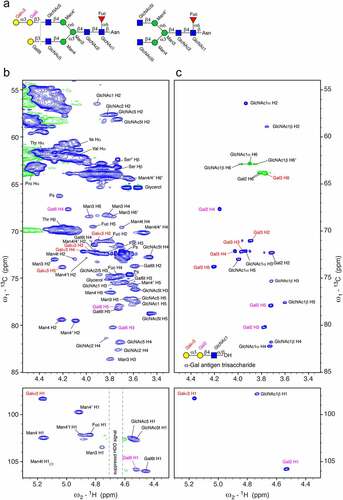 Figure 4. Unique chemical shift correlations of the α-Gal epitope in the 1H-13C HSQC spectrum of cetuximab in 7 M urea-d4 in D2O pH* 7.4 measured at 298 K. a) The schematic presentations of the most abundant glycan species with labels for each residue that correspond to the labels in the spectrum of cetuximab. In addition, we observe terminal mannoses at positions 4 and 4′ labeled as Man4t and Man4′t. b) Part of the 1H-13C HSQC spectrum of cetuximab measured with 190 transients, a recycle delay of 1.4 sec and 1024 × 512 points. Signals of two impurities were identified: polysorbate (Ps) and glycerol. c) Comparable region of the 1H-13C HSQC spectrum of α-Gal epitope trisaccharide (Galα1,3Galβ1,4GlcNAc) measured 7 M urea-d4 in D2O pH* 7.4 at 298 K using 32 transients, a recycle delay of 1.5 sec and 2048 × 512 points.