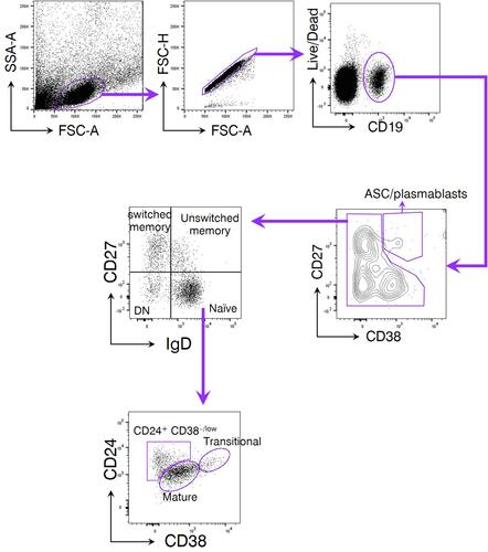 Figure 1 The gating strategy of peripheral blood B cell subsets. Peripheral blood mononuclear cells (PBMC) were isolated from subjects enrolled in the current study. A LIVE/DEAD™ Fixable Near-IR Dead Cell Stain Kit was used to determine the viability of PBMC. CD19 was used as the lineage marker of total B cells. CD27 and CD38 were coupled to discriminate antibody-secreting cells (ASC)/plasmablasts due to their high expression of both markers. Non-ASC/plasmablasts B cells were segregated into 4 classical subsets based on CD27 and IgD expression: CD19+ CD27− IgD+ naïve B cells, CD19+ CD27+ IgD+ unswitched memory B cells (also called IgM memory B cells), CD19+ CD27+ IgD− classical switched memory B cells, and CD19+ CD27− IgD− double negative (DN) B cells (also called late memory B cells). Among them, the naïve fraction could be additionally separated by CD24 and CD38 expression subdivided into CD24+ CD38+ transitional cells, CD24− CD38+ mature cells, and a non-classic CD24+ CD38−/low cells.