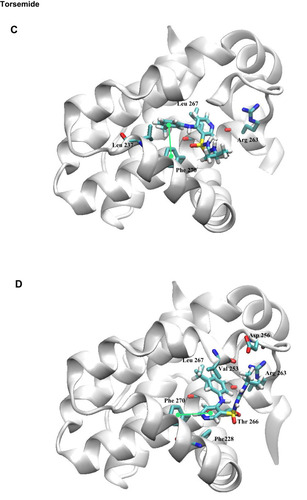 Figure 11 Docking binding poses of Deferasirox in Mcl-1; (A) Pose 1; (B) Pose 2 and of Torsemide; (C) Pose 1 and (D) Pose 2.