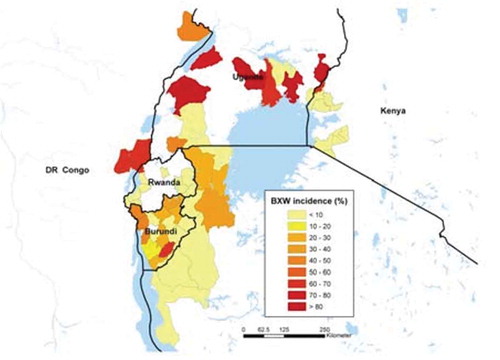 Figure 1. Incidence of banana Xanthomonas wilt measured as percentage of farms infected in the Great Lakes region of Africa.