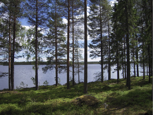 Figure 2. Forest by the lake.