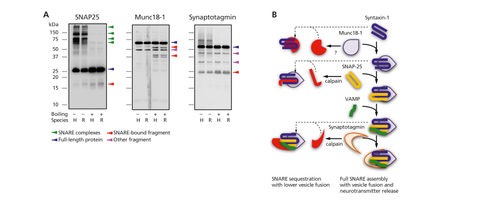 Figure 2. (A) Immunoblots of monomeric, full-length presynaptic proteins (blue arrows), protein-protein complexes, and other fragments in denaturing gels. Boiling, rather than PAGE denaturing chemicals, allows full SNARE complex dissociation. Fragments showing greater immunoreactivity after SNARE disruption (boiled samples) are proposed to participate in SNARE complex formation/modulation. (B) Complexes (right side of panel) formed by full-length SNARE proteins (center of panel) and possibly sequestered into other complexes (left side of panel) after enzymatic cleavage. PAGE, polyacrylamide gel  electrophoresis; SNAP-25, synaptosome-associated protein-25; Munc18-1, mammalian unc-18-1; SNARE, soluble  N-ethylmaleimide-sensitive factor attachment protein receptor; VAMP, vesicle-associated membrane protein. 