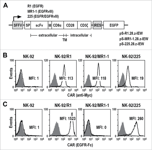 Figure 1. Generation of CAR NK cells. (A) Lentiviral transfer plasmids pS-R1.28.z-IEW, pS-MR1-1.28.z-IEW and pS-225.28.z-IEW encoding under control of the Spleen Focus Forming Virus promoter (SFFV) CARs consisting of an immunoglobulin heavy chain signal peptide (SP), scFv fragments derived from EGFR-specific antibody R1, EGFRvIII-specific MR1-1, or 225 recognizing EGFR and EGFRvIII, followed by a Myc-tag (M), CD8α hinge region (CD8α), transmembrane and intracellular domains of CD28, and the intracellular domain of CD3ζ. Enhanced green fluorescent protein (EGFP) cDNA separated from the CAR sequence by an internal ribosome entry site (IRES) served as a marker. (B) CAR surface expression on NK-92/R1, NK-92/MR1-1 and NK-92/225 single cell clones was determined by flow cytometry with Myc-tag-specific antibody (open areas). Isotype antibody (filled areas) and parental NK-92 cells served as controls. (C) Binding of recombinant EGFR-Fc protein to the surface of CAR NK cells was measured by flow cytometry (open areas). CAR NK cells only treated with secondary antibody (filled areas) and parental NK-92 cells served as controls. MFI: mean fluorescence intensity (geometric mean).