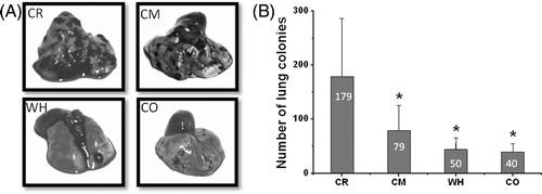 Figure 3. Inhibition of pulmonary metastasis in C57BL/6 mouse model by whole body hyperthermia. The lungs of mice were harvested 16 days after they were inoculated with 3 × 104 cells. (A) Representative macroscopic images of lungs of mice 16 days after intravenous inoculation of B16 melanoma cells and treatment as indicated and photographed under visible light by Cannon camera. (B) Representation of the mean number of metastases (± SD) induced by B16 as indicated in (A). *P < 0.05 with control group.