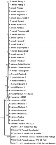 Figure 3. Phylogenetic tree based on P. ramosa and P. mutelii/P.rosmarina ITS1/2 sequences annotated in NCBI and the sequences isolated from the Bulgarian representatives. Maximum likelihood was used, applying the general time reversal model and a uniform rate of substitution. Phylogeny test – bootstrap method by 500 replications. The samples are listed in Table 1. Ten sequences annotated in NCBI by other authors were incorporated in the tree for comparison.