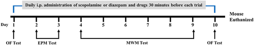 Figure 1 Experimental schedule of behavioral activity of scopolamine and diazepam administered mice.
