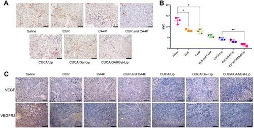 Figure 8 Images of immunohistochemistry analysis. (A) Representative images of tumor sections stained with CD31. Red arrowheads indicate the tumor microvessels. (B) Quantification of microvessel density (MVD). (C) Immunohistochemical staining of VEGF and VEGFR2 in tumor tissues. Data expressed as mean ± SD (n=3). *P < 0.05, **P < 0.01. Scale bar, 100μm.