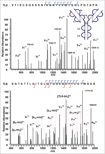 Figure 5. CID MS3 spectra of the disulfide-dissociated peptides TL2 (top) and TL6 peptides (bottom) within the VL domain. The C89 residue in TL6 was identified by MS3 spectrum with high confidence. The identity of TL2 was confirmed by the mass difference between the disulfide-linked peptide and the disulfide-dissociated peptide. The partial MS3 sequence coverage further confirmed the linkage between C22 (L) and C89 (L).
