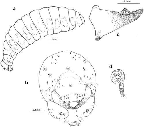 Figure 5. Larva of Alysson spinosus. (a) Habitus, lateral view; (b) head, frontal view; (c) mandible, frontal view; (d) spiracle.