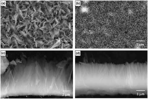 Figure 3. (a, b) Surface and (c, d) cross sectional SEM images of (a, c) OCP- and (b, d) HAp-AZ31. For cross-sectional observation, OCP and HAp coating layers were scraped off the surface of the substrate.