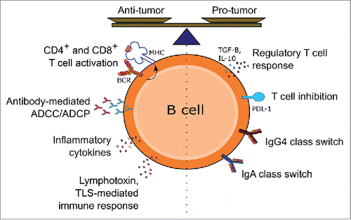 Figure 2. Potential pro- and antitumor functions of tumor-infiltrating B cells. Tumor-infiltrating B cells may either promote or inhibit growth and metastasis through various immune mechanisms, involving secretion of antibodies, cytokine-mediated activation and recruitment of other immune effector cells and engagement and activation of T cells through antigen presentation via MHC in the presence of co-stimulatory molecules. Regulatory functions may be engendered through secretion of cytokines such as IL-10, T cell inhibition by PD-L1 expression or class switching and production of immunoglobulin isotypes with low immune effector stimulating functions.