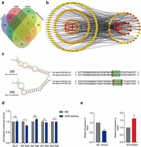 Figure 5. MiR-322-5p suppresses Wee1 expression via interacting directly with a hypothetic binding site of Wee1 3´UTR.(a) A Venn diagram shown that sequencing analysis was combined with online tools to predict miRNA-322-5p targeting Wee1; (b) Potential interaction network of the differentially expressed miRNAs and differentially expressed genes in the cell cycle pathway. The red circle indicates the selected pair Wee1 and miR-322-5p, and they have a targeted effect; (c) RNAhybrid was used to predict the binding energy for miR-322-5p and its target Wee1, the wild-type and mutated binding sites in the Wee1 3ʹUTR; WT, wild-type; Mu, mutated, red + green indicates the predicted binding seed sequences, and green indicates random mutated sequences; (d) The dual luciferase reporter assay showed that miR-322-5p bound to the site in the Wee1 3ʹUTR; (e) Expression of Wee1 in Hepa1-6 cell lines transfected with relevant plasmid was detected by qRT-PCR. The data are presented as the mean ± SD of three independent experiments. *P < 0.05, **P < 0.01.