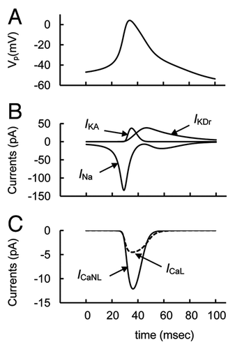 Figure 4. Detailed simulated curves of currents during a single spike from Figure 3A. (A) Action potential (Vp); (B) Principal currents for action potential (INa, IKA and IKDr) are represented for one characteristic spike, where INa is main depolarizing and IKA and IKDr are main repolarizing factors. (C) Ca2+ currents:ICaL and ICaNL.