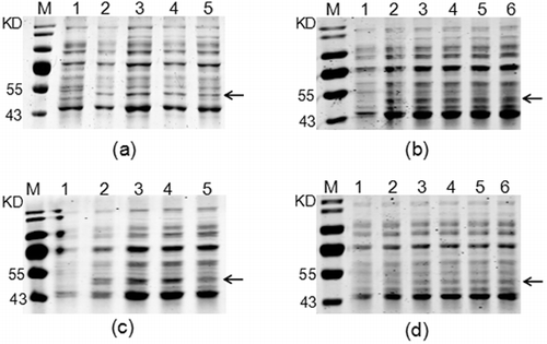 Figure 3. Optimization of the fementation conditions for the soluble expression of the recombinant SUMO–HepI: shaking speed (a); IPTG concentration (b); induction temperature (c); induction time (d).