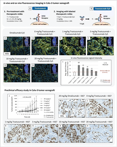 Figure 6. (A-I) The application of in vivo and ex vivo fluorescence imaging to determine optimal treatment dosage. (A,B) Basic principle of performed imaging experiment. (C-H) In vivo and ex vivo fluorescence imaging was used to visualize the binding specificity of trastuzumab-Cy5 (2 mg/kg, i.v., 24h) in Calu-3 tumors pretreated with different concentration of trastuzumab (0, 1, 3, 10, 20 mg/kg, i.v., 24h). (I) Diagram illustrate in vivo fluorescence imaging results. O = omalizumab, T = trastuzumab. Animals per group: n = 10. Values are given as mean ± s.d.. ** P < 0.01, *** P < 0.001, t-test. All plots were compared to the in vivo signal intensity value of the control mAb Omalizumab-Cy5 (red dotted line; 2 mg/kg, i.v., 24h). (J-K) Preclinical efficacy study of different trastuzumab concentration in Calu-3 xenograft. (J) Tumor growth kinetics of Calu-3 xenograft treated with escalating trastuzumab dosages (0, 1, 3, 10, 20 mg/kg, i.v., once weekly). The therapeutic mAb omalizumab was used as negative control (20 mg/kg, i.v., once weekly). Animals per group: n = 8. Values are given as mean ± s.d.. ** P < 0.01, *** P < 0.001, t-test. (M-K) Tumor tissue slices of the control and treatment groups were stained for Ki67 to monitor tumor cell proliferation. Magnification of the tissue slice: x400. Scale bar: 50 µm.