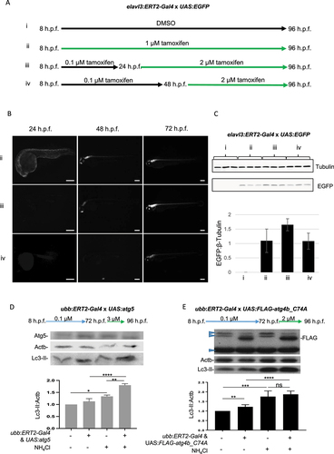 Figure 4. Temporal control of transgene expression to regulate autophagic flux. (a-c) Larvae from crosses of elavl3:ERT2-Gal4 and UAS:EGFP were used to optimize the timing and concentration of tamoxifen treatment for temporal control of transgene expression. (a) Schematic diagram of different treatment conditions. (b) Treatment of larvae from 8 h.p.f. to 96 h.p.f. with 1 µM tamoxifen (condition ii) resulted in transgene expression which was evident from 24 h.p.f. and strongly expressed in the CNS from 48 h.p.f. onwards. Representative images taken using GFP filter (excitation 395–455 nm; emission 480 nm). (b and c) Treatment with 2 µM tamoxifen was required to induce GFP expression at later time points, from 24 or 48 h.p.f. onwards (conditions iii and iv, respectively). (c) Western blot and quantification of EGFP protein levels (samples run from 3 independent experiments on single gel). (d) Temporal induction of Atg5 expression results in upregulation of autophagy. All larvae from crosses of ubb:ERT2-Gal4 and UAS:atg5 were treated with 0.1 µM tamoxifen from 8 h.p.f. to 72 h.p.f. to prime transgene expression and then with 3 µM tamoxifen from 72 h.p.f. to 96 h.p.f. Atg5 expression was induced, although not as strongly as when treatment was initiated early (quantified in Fig. S1B). Although no increase in Lc3-II was observed in basal conditions, the strong increase in Lc3-II observed in Atg5 expressing larvae with NH4Cl treatment, which is much greater than that observed in non-transgenic siblings with NH4Cl treatment, demonstrates that late induction was able to induce autophagic flux. (e) Temporal induction of Atg4bC74A expression results in a block in autophagic flux. All larvae from crosses of ubb:ERT2-Gal4 and UAS:FLAG-atg4b_C74A were treated with 0.1 µM tamoxifen from 8 h.p.f. to 72 h.p.f. to prime transgene expression and then with 2 µM tamoxifen from 72 h.p.f. to 96 h.p.f. Strong induction of FLAG-tagged Atg4bC74A was observed in double transgenic larvae with this late induction protocol which correlated with an increase Lc3-II expression. Lc3-II levels did not increase in controls versus Atg4bC47A expressing siblings in NH4Cl treatment conditions indicating that Atg4bC74A expression causes a block in autophagic flux. Nonspecific bands (blue arrowheads) were observed in all treatment groups and genotypes. (d and e). Graphs show mean values (± SEM) of densitometry of Lc3-II normalized to Actb (loading control) from at least 3 independent experiments. All graphs are normalized to the control (no treatment) condition. Statistical analysis was performed using paired t-tests: ns – not significant; *p < 0.05; **p < 0.01; ***p < 0.001, ****p < 0.0001.