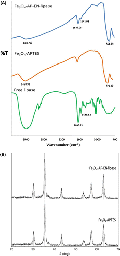 Fig. 1. Physicochemical characterization of immobilized lipase on magnetic microparticle Fe3O4-APTES.Notes: (A) FT-IR and (B) XRD pattern.