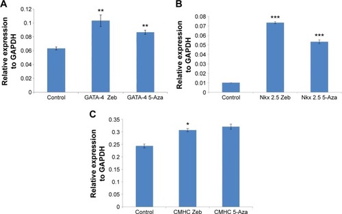 Figure 5 RT-PCR analysis of cardiac-specific gene expression in treated and untreated BM-MSCs.