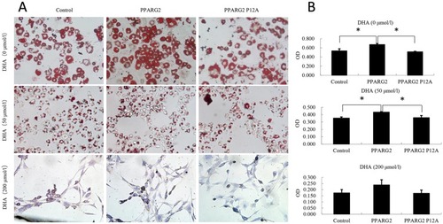 Figure 1 Effects of PPARγ2 Pro12Ala variant on lipid droplet accumulation and 3T3-L1 preadipocyte differentiation after DHA treament. Lv-vector, Lv-PPARG2 or Lv-PPARG2 P12A-transfected 3T3-L1cells were pretreated and differentiated in the absence or presence of different concentrations of DHA. (A) Oil Red O staining was performed to examine cell morphology. (B) The lipid droplets were dissolved in 100% isopropanol, and the color intensity was measured at 500 nm using a spectrophotometer. OD values are expressed as the means ± SEM of 3 samples. *p < 0.05.