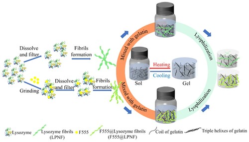 Figure 1. Schematic illustration of aerogel-based formed from gelatin and LPNFs or F555@LPNFs.