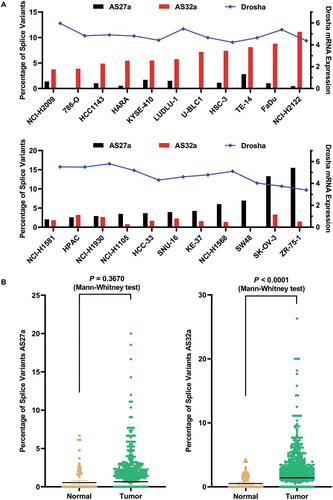 Figure 4. AS27a and AS32a are abundant in cancer cell lines and their levels are elevated in some breast cancer patients.