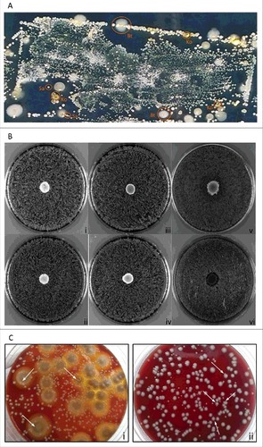 Figure 1. Growth characteristics of the isolated bacteria on agar plates. (A) Microbiome topography of culturable bacteria from the wound dressing of a patient with Junctional EB. The used dressing from a chronic wound was replica plated onto CLED agar for isolation of the bacteria present. (B) Zone inhibition experiments. Unimpaired staphylococcal growth upon spotting of B. thuringiensis or K. oxytoca: (i) t111+Bt, (ii) t13595+Bt, (iii) t111+Ko, and (iv) t13595+Ko. Unimpaired growth of K. oxytoca upon spotting of B. thruingiensis (v). S. aureus growth inhibition halo caused by spotting of B. subtilis 168 onto a lawn of staphylococcal cells (vi; both S. aureus strains exhibited the same effect). (C) Dilution and subsequent plating: (i) S. aureus colonies growing on top of larger colonies of B. thuringiensis; (ii) K. oxytoca and S. aureus colonies growing in close proximity and occasionally touching each other. Typical S. aureus colonies are marked with arrows.