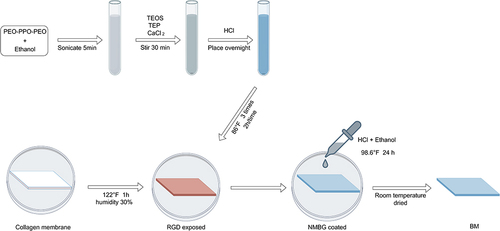 Figure 1 The process of making BM.