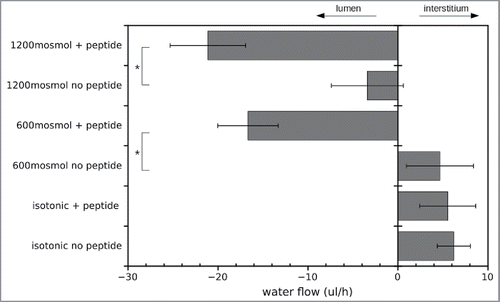 Figure 5. Analysis of flux measurements under different osmotic conditions in the presence and absence of the inhibitory peptide. Here values to the right correspond to flux out of the gut into the interstitium while columns to the left indicate flux into the lumen. All columns correspond to at least 6 independent measurements, i.e., 6 different inserts. Asterisks indicate statistical significant differences (2 sided unpaired t-test, p < 0.01).