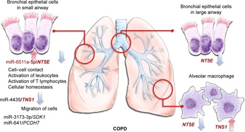Figure 7 MicroRNA–mRNA interactions in the microenvironment of COPD.