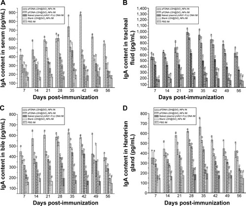 Figure 9 IgA antibody levels in serum (A), tracheal fluid (B), bile (C), and Harderian glands (D) of specific pathogen-free chickens immunized with PBS IM, blank LDH@SiO2-NPs IM, naked plasmid pVAX1-F(o) DNA IM, pFDNA-LDH@SiO2-NPs IM, and pFDNA-LDH@SiO2-NPs IN.Notes: IgA antibody levels are presented as mean ± standard deviation of five experiments. Data with different small letters show significant difference (P<0.05).Abbreviations: IM, intramuscularly; IN, intranasally; LDH, layered double hydroxide; NPs, nanoparticles; PBS, phosphate-buffered saline; pFDNA-LDH@SiO2-NPs, Newcastle disease virus F gene encapsulated in the LDH@SiO2-NPs.