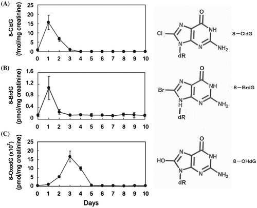 Figure 6. Urinary excretion of 8-CldG, 8-BrdG, and 8-OHdG of LPS-treated rats. In order to measure LPS-induced change of modified dGs, urine of rats was diluted 5X by water. The fraction containing 8-modified dG for the samples was collected by HPLC, and quantification of 8-modified dG (A: 8-CldG, B: 8-BrdG, and C: 8-OHdG) in fractions was performed by LC-MS/MS using internal standards.