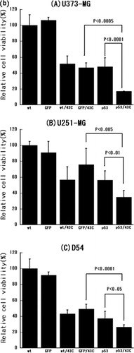 Figure 1. (a) Treatment of malignant glioma cells with adenoviral p53 gene transfer. (A) U373-MG, (B) U251-MG and (C) D54 glioma cells were treated with Ad5CMV-GFP or Ad5CMV-p53 at the MOI indicated on the X-axis for 72 h and an MTT assay was performed. (b) Treatment with adenoviral p53 over-expression, heat shock or their combination. (A) U373-MG, (B) U251-MG and (C) D54 glioma cells were treated with Ad5CMV-GFP or Ad5CMV-p53 for 48 h, heat-treated at 37 or 43°C for 2 and 48 h later an MTT assay was performed.
