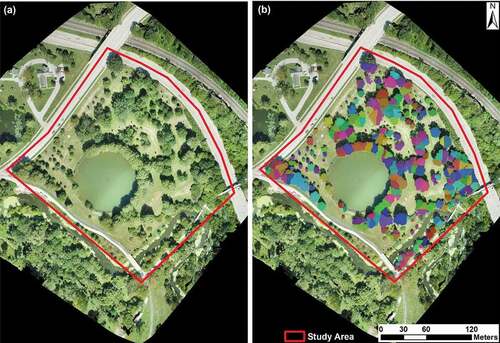 Figure 4. Tree crown delineation results based on Canopy Height Model using watershed segmentation algorithm. (a) UAV-based RGB imagery of the study area; (b) Segmented tree crowns represented by different color patches