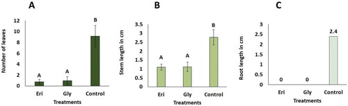 Figure 6. In vitro phytotoxic effects of pure eritadenine and glyphosate at 200 mg/L on Chrysanthemum morifolium. Values represent averages of ± DS (n = 5). Treatments marked with different letters indicate statistical significance at p  < 0.05, according to Kruskal-Wallis and Dunn tests (Eri. Eritadenine; Gly. Glyphosate). (A) number of leaves; (B) length of stems; (C) length of roots. It’s important to note that the data related to root measurements were not subjected to statistical analysis; however, average values are presented on the respective bars.