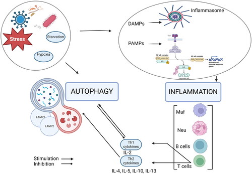 Figure 1. Interplay between autophagy and inflammation.