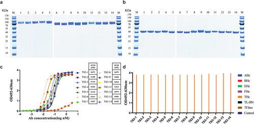 Figure 2. Evaluation of the basic properties of the chimeric heavy chain antibodies. (a) Fourteen chimeric heavy chain antibodies analyzed by SDS-PAGE under non-reducing conditions (b) Fourteen chimeric heavy chain antibodies analyzed by SDS-PAGE under reducing conditions. (c) ELISA binding assay of the chimeric heavy chain antibodies to TeNT-Hc proteins. (d) The binding characteristics of the chimeric heavy chain antibodies. The 96-well plates were coated with different antigens (200 ng per well) and incubated with the candidate antibodies. 3% skimmed milk was used as the control. AHc, BHc, EHc, and FHc were the Hc domain of botulinum neurotoxins. TL-HN was another fragment of the full-length tetanus toxin, and 7Fibre was the fiber protein of human adenovirus 7.