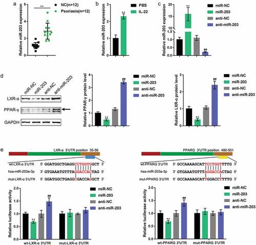 Figure 3. miR-203 targets LXR-α and PPAR-γ to negatively regulate their expression. (a) miR-203 expression in psoriasis lesion and nonlesion tissues examined by real-time PCR (n = 12). (b) miR-203 expression determined in HaCaT cells in the presence or absence of IL-22 (n = 5). (c) miR-203 expression in HaCaT cells after transfection of miR-203 or anti-miR-203 vector, as confirmed by real-time PCR. miR-NC and anti-NC were transfected as negative control for miR-203 and anti-miR-203, respectively. (d) The protein levels of LXR-α and PPAR-γ in response to miR-203 overexpression or inhibition determined in HaCaT cells using Immunoblotting (n = 3). (e) A luciferase reporter assay was performed by constructing wild-type and mutant LXR-α and PPAR-γ luciferase reporter vectors. These vectors were cotransfected in 293 T cells with miR-203 or anti-miR-203 and the luciferase activity was determined (n = 3). **P < 0.01, ##P < 0.01, compared to miR-NC (negative control) or anti-NC group (negative control).