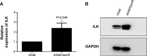 Figure 2 The relative expression of ILK in A549/GemR and A549 cells.