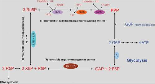 Figure 3. Glucose uptake and internalization by glucose transporters (GLUTs) and its phosphorylation at C6-position via the glycolytic enzyme hexokinase. Glycolysis implies conversion of glucose 6-phosphate (G6P) into lactate generating only two ATP molecules per one molecule of glucose. G6P can equally be entered into the pentose phosphate pathway (PPP), consisting of irreversible oxidative and reversible non-oxidative branches. The irreversible dehydrogenase/decarboxylase system of the oxidative branch of the PPP (ox-PPP) consisting of glucose 6-phosphate dehydrogenase (G6PDH), 6-phosphogluconate dehydrogenase (6PGD) and 6-phosphogluconolactonase (6PGL) break down G6P, yielding two NADPH and one ribulose-5-phosphate (Ru5P). Consequently, the two non-oxidative systems of PPP takes on the remaining work. The isomerizing/epimerizing system consisting of RPI and ribulose 5-phosphate 3-epimerase (RPE), interconverts Ru5P to xylulose 5-phosphate (X5P) and ribose 5-phosphate (R5P), whereas the sugar rearrangement system consisting of transketolase (TK) und transaldolase (TA), interconverts X5P and R5P to the glycolytic intermediates fructose 6-phosphate (F6P) und glyceraldehyde 3-phosphate (GAP). Thus, the PPP culminates in glycolysis. Furthermore, F6P and GAP can in turn be converted into R5P based on the reversible nature of the non-oxidative branch of the PPP (non-ox-PPP) .